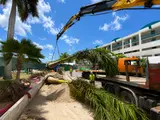 Caribbean Palms – Paisajismo Profesional, Palmeras y Plantas Sint Maarten