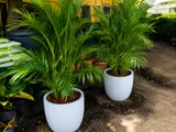 Caribbean Palms – Paisajismo Profesional, Palmeras y Plantas Sint Maarten
