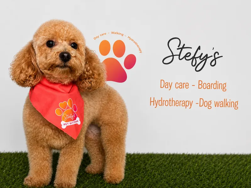 Garde d’Animaux, Promenade de Chiens & Toilettage – Stefy’s Pet Sitting