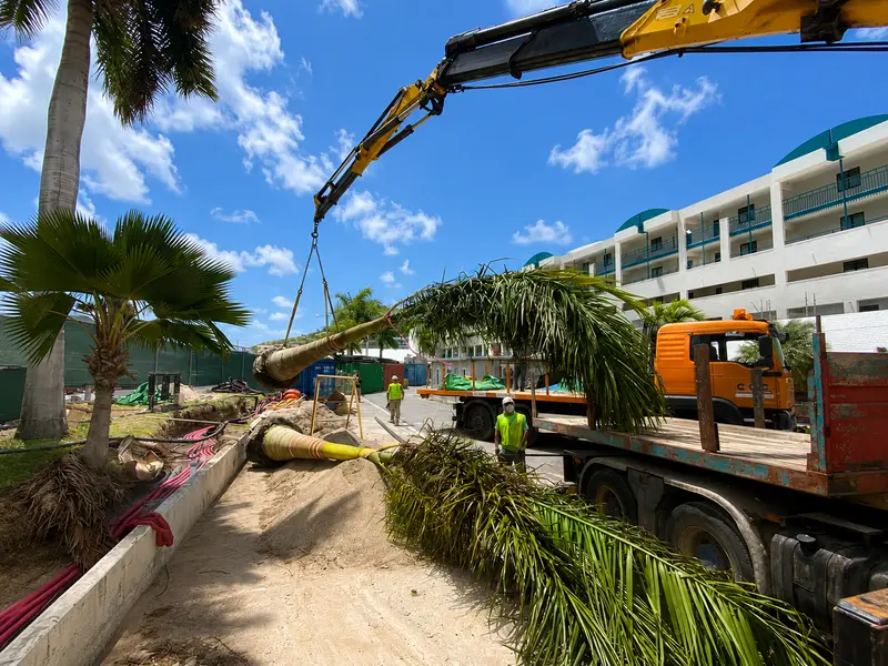 Caribbean Palms – Paisajismo Profesional, Palmeras y Plantas Sint Maarten
