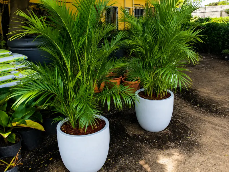Caribbean Palms – Paisajismo Profesional, Palmeras y Plantas Sint Maarten